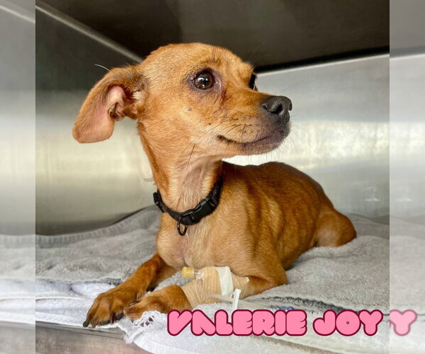 Medium Photo #11 Chiweenie Puppy For Sale in San Antonio, TX, USA