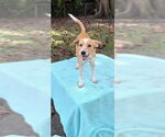 Small #4 Cocker Spaniel-Jack Russell Terrier Mix