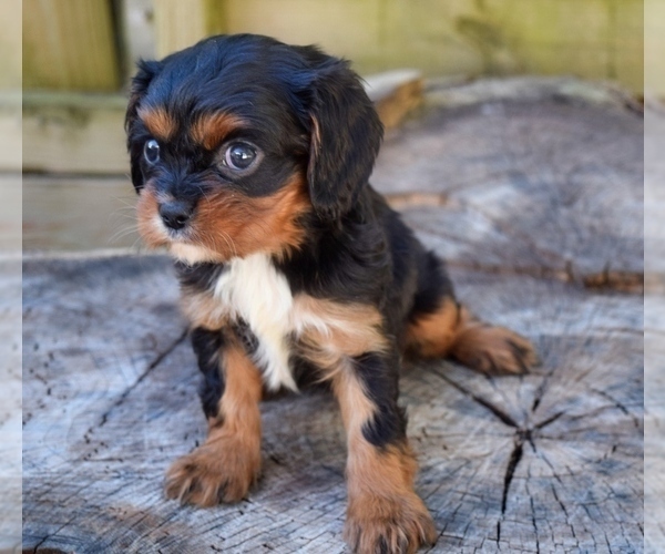 Medium Photo #2 Cavalier King Charles Spaniel Puppy For Sale in BARNESVILLE, KS, USA