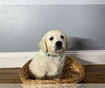 Small Photo #4 Golden Retriever Puppy For Sale in BENNINGTON, NE, USA