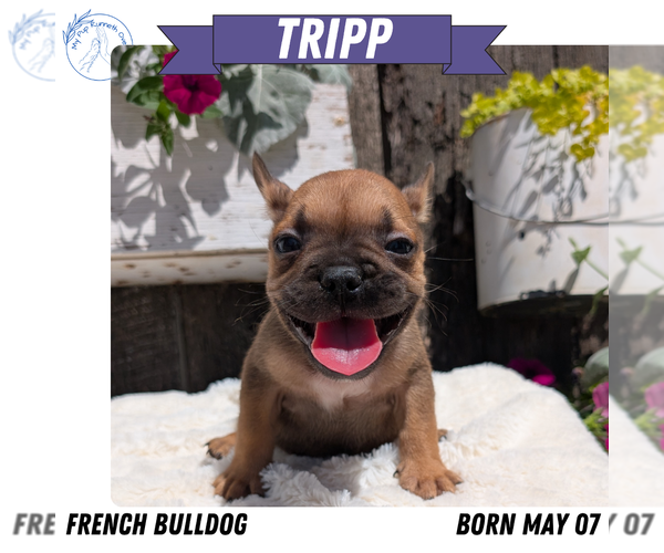 Medium Photo #14 French Bulldog Puppy For Sale in GOSHEN, IN, USA