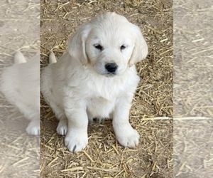 English Cream Golden Retriever Puppy for sale in SCOTTSDALE, AZ, USA
