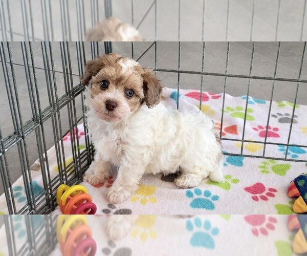 Medium Photo #13 Poovanese Puppy For Sale in ORO VALLEY, AZ, USA