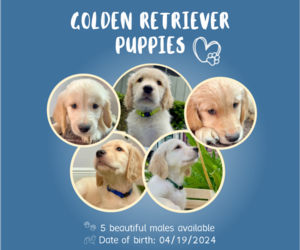 Golden Retriever Puppy for sale in ALTAMONTE SPRINGS, FL, USA