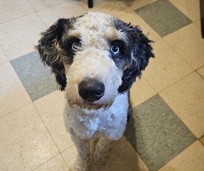 Father of the Miniature Bernedoodle puppies born on 09/20/2025