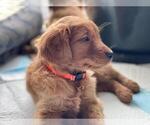 Small Photo #4 Golden Retriever Puppy For Sale in ARVADA, CO, USA