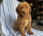Small Photo #1 Goldendoodle (Miniature) Puppy For Sale in SAN FERNANDO, CA, USA
