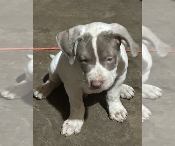 Medium Photo #1 American Bully Puppy For Sale in CHICO, CA, USA