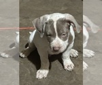 Puppy Puppy 1 American Bully