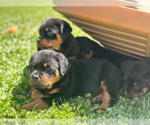 Rottweiler Litter for sale in UPLAND, CA, USA