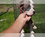 Small #6 American Pit Bull Terrier