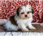 Small #10 Shih Tzu