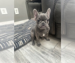French Bulldog Puppy for sale in SOUTHGATE, MI, USA