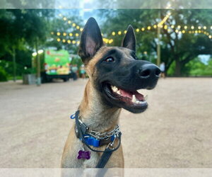 Ms Maddie - Located in Texas - Female Mutt Dog for Adoption - Photo #9