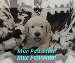 Puppy Blue Paw Male Golden Retriever