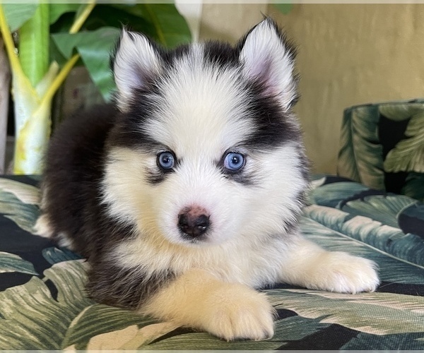 Medium Photo #4 Pomsky-Siberian Husky Mix Puppy For Sale in WINDERMERE, FL, USA