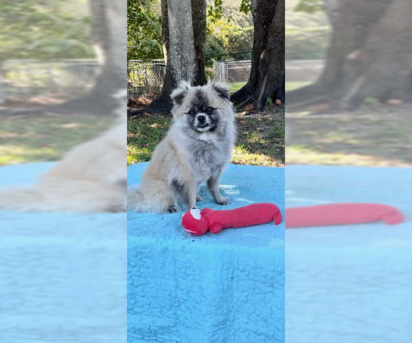 Medium Photo #12 Pominese Puppy For Sale in Weston, FL, USA