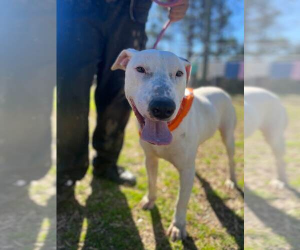 Medium Photo #2 Bull Terrier-Unknown Mix Puppy For Sale in Orangeburg, SC, USA