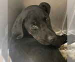 Small #3 Labrador Retriever