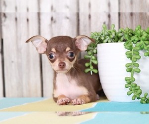 Chihuahua Puppy for sale in MOUNT VERNON, OH, USA