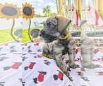 Puppy River Schnauzer (Giant)