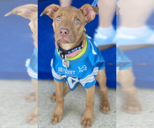 Unknown-Vizsla Mix Dogs for adoption in Clarkston, MI, USA