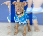 Small Vizsla Mix