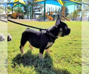 French Bulldog Puppy for sale in LAS VEGAS, NV, USA
