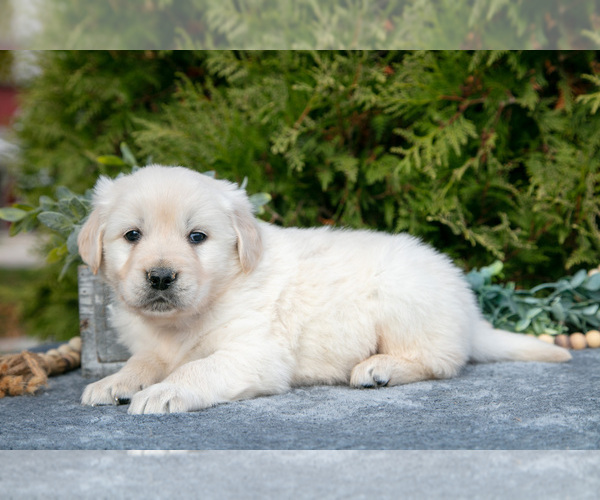 Medium Photo #1 English Cream Golden Retriever Puppy For Sale in ROCHESTER, IN, USA