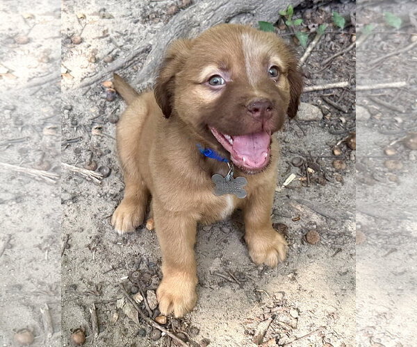 Medium Photo #1 American Staffordshire Terrier-Unknown Mix Puppy For Sale in Holly Springs, NC, USA