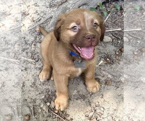 American Staffordshire Terrier-Unknown Mix Dogs for adoption in Holly Springs, NC, USA