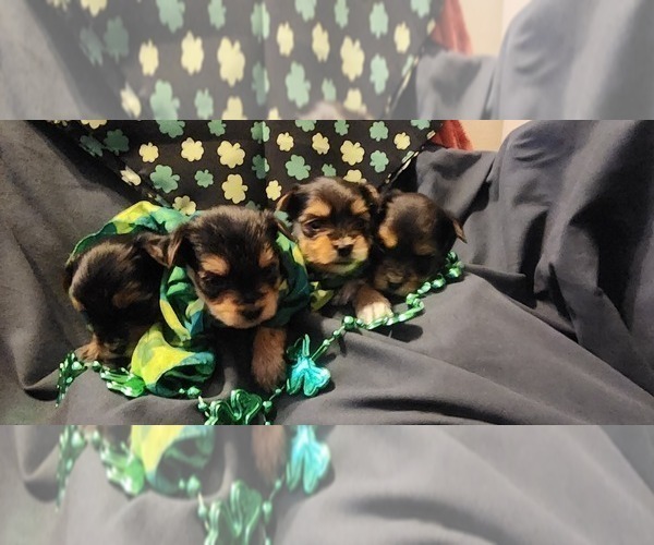 Medium Photo #2 Yorkshire Terrier Puppy For Sale in CO SPGS, CO, USA