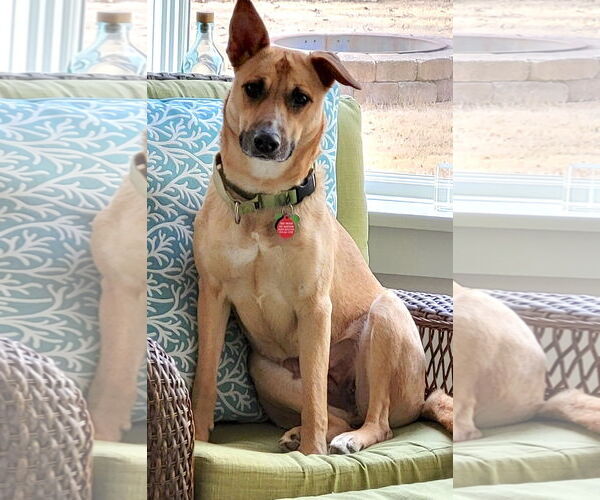 Medium Photo #10 Mutt Puppy For Sale in Cary, NC, USA