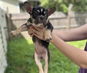 French Bulldog Puppy for sale in SAINT CLOUD, FL, USA