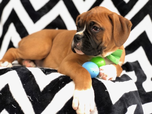 Medium Photo #4 Boxer Puppy For Sale in EAST EARL, PA, USA
