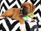 Small Photo #4 Boxer Puppy For Sale in EAST EARL, PA, USA