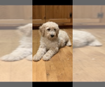 Small Photo #4 Poodle (Standard) Puppy For Sale in MOUNTAIN VIEW, AR, USA