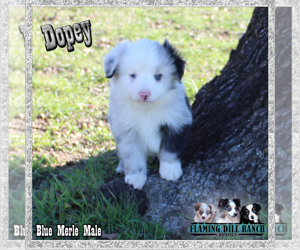 Medium Photo #4 Miniature Australian Shepherd Puppy For Sale in FORESTBURG, TX, USA