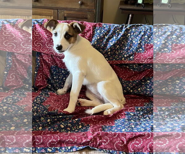 Medium Photo #2 Mutt Puppy For Sale in Rockaway, NJ, USA