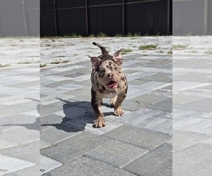 American Bully Puppy for sale in NORTH PORT, FL, USA