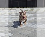 Image preview for Ad Listing. Nickname: Kira