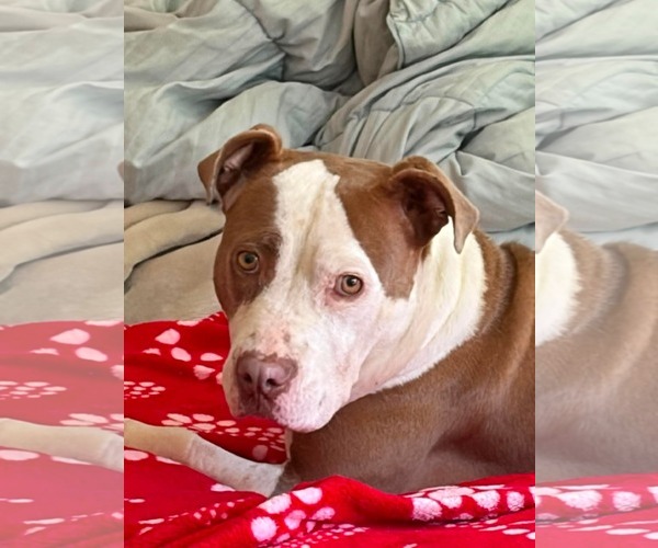 Medium Photo #1 American Pit Bull Terrier-Unknown Mix Puppy For Sale in Germantown, OH, USA