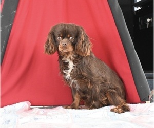Cavalier King Charles Spaniel Puppy for sale in MILLERSBURG, OH, USA