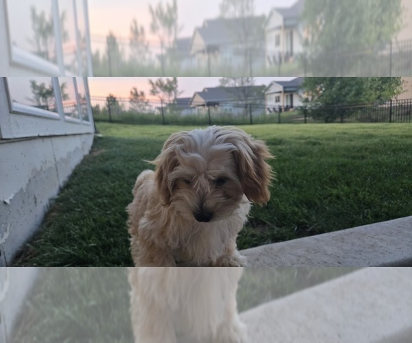 Medium Photo #3 Poovanese Puppy For Sale in LEES SUMMIT, MO, USA
