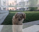 Small #2 Poovanese