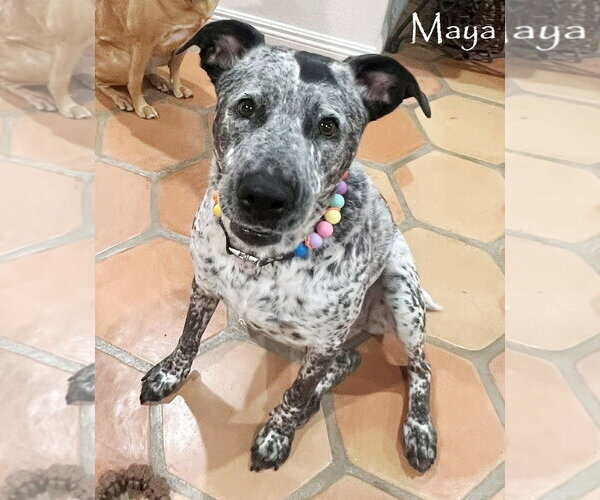 Medium Photo #1 Bluetick Coonhound-German Shorthaired Pointer Mix Puppy For Sale in San Diego, CA, USA