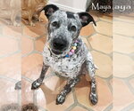 Maya - Female Bluetick Coonhound-German Shorthaired Pointer Mix Dog for Adoption - Small photo