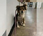 Small #5 Mutt