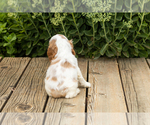 Small Photo #31 Cocker Spaniel Puppy For Sale in NAPPANEE, IN, USA