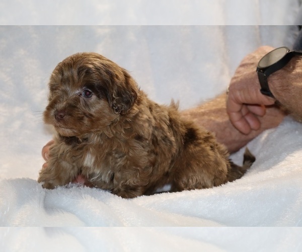 Medium Photo #12 ShihPoo Puppy For Sale in DYERSBURG, TN, USA